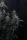 420 Fast Buds - Mendo Cherry Cookies Auto™ - 3 Stk feminisiert