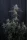 420 Fast Buds - Mendo Cherry Cookies Auto™ - 3 Stk feminisiert