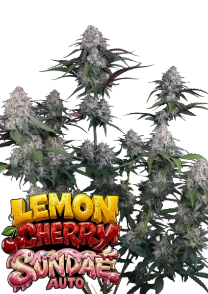 420 Fast Buds - Lemon Cherry Sundae Auto™ - 3 Stk feminisiert
