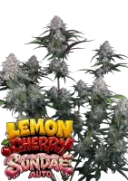 420 Fast Buds - Lemon Cherry Sundae Auto™ - 3 Stk...