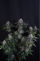 420 Fast Buds - Lemon Cherry Sundae Auto™ - 3 Stk feminisiert