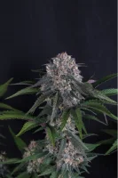 420 Fast Buds - Lemon Cherry Sundae Auto™ - 3 Stk feminisiert