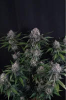 420 Fast Buds - Lemon Cherry Sundae Auto™ - 3 Stk feminisiert