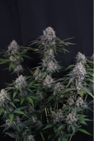 420 Fast Buds - Lemon Cherry Sundae Auto™ - 3 Stk feminisiert