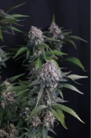 420 Fast Buds - Lemon Cherry Sundae Auto™ - 3 Stk feminisiert