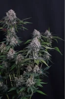 420 Fast Buds - Lemon Cherry Sundae Auto™ - 3 Stk feminisiert