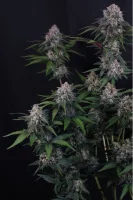 420 Fast Buds - Lemon Cherry Sundae Auto™ - 3 Stk feminisiert