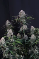 420 Fast Buds - Lemon Cherry Sundae Auto™ - 3 Stk feminisiert