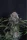 420 Fast Buds - Lemon Cherry Sundae Auto™ - 3 Stk feminisiert