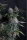 420 Fast Buds - Lemon Cherry Sundae Auto™ - 3 Stk feminisiert