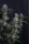 420 Fast Buds - Lemon Cherry Sundae Auto™ - 3 Stk feminisiert