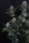 420 Fast Buds - Lemon Cherry Sundae Auto™ - 3 Stk feminisiert