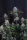 420 Fast Buds - Lemon Cherry Sundae Auto™ - 3 Stk feminisiert