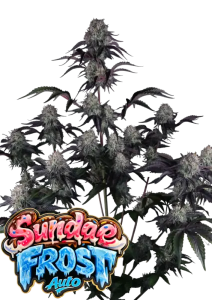 420 Fast Buds - Sundae Frost Auto™ - 3 Stk feminisiert