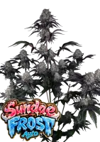 420 Fast Buds - Sundae Frost Auto™ - 3 Stk feminisiert