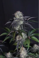 420 Fast Buds - Sundae Frost Auto™ - 3 Stk feminisiert