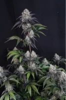 420 Fast Buds - Sundae Frost Auto™ - 3 Stk feminisiert