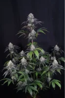 420 Fast Buds - Sundae Frost Auto™ - 3 Stk feminisiert