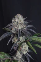 420 Fast Buds - Sundae Frost Auto™ - 3 Stk feminisiert
