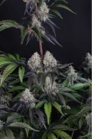420 Fast Buds - Sundae Frost Auto™ - 3 Stk feminisiert