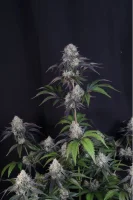 420 Fast Buds - Sundae Frost Auto™ - 3 Stk feminisiert
