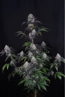 420 Fast Buds - Sundae Frost Auto™ - 3 Stk feminisiert