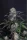 420 Fast Buds - Sundae Frost Auto™ - 3 Stk feminisiert