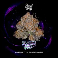 Wizard Trees Black Light – 3 feminisierte Cannabis...