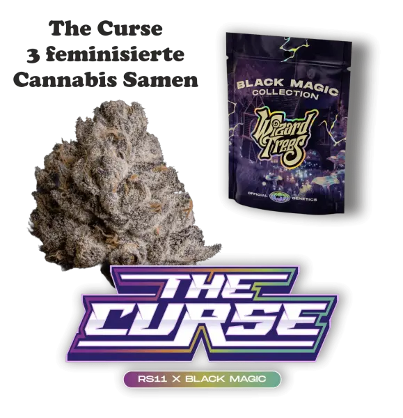 Wizard Trees The Curse – 3 feminisierte Cannabis Samen