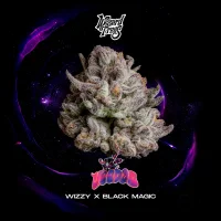 Wizard Trees Voodoo – 3 feminisierte Cannabis Samen