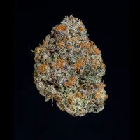 Wizard Trees Potion – 3 feminisierte Cannabis Samen