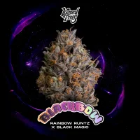 Wizard Trees Black Bow – 3 feminisierte Cannabis Samen