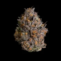 Wizard Trees Black Bow – 3 feminisierte Cannabis Samen