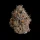 Wizard Trees Black Bow – 3 feminisierte Cannabis Samen