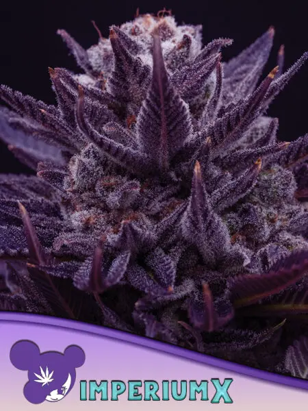 Anesia Seeds Imperium X® – 5 feminisierte Cannabis Samen