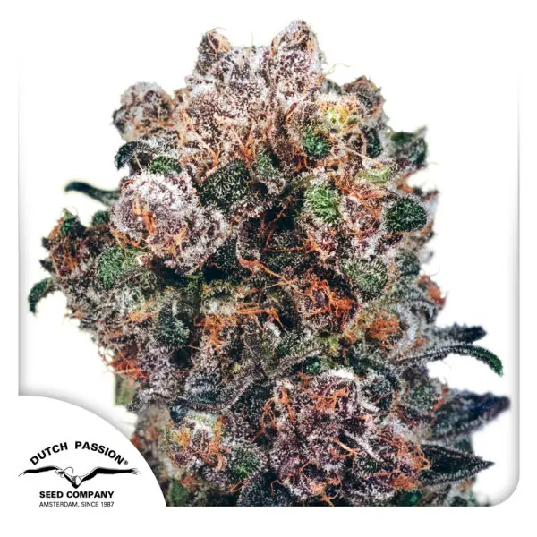 Dutch Passion - Blueberry® - 3 Stk feminisiert