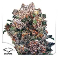 Dutch Passion - Blueberry® - 3 Stk feminisiert