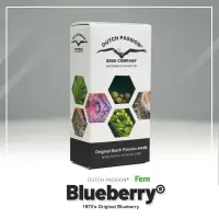 Dutch Passion - Blueberry® - 3 Stk feminisiert