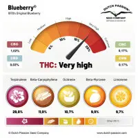 Dutch Passion - Blueberry® - 3 Stk feminisiert