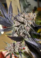 Dutch Passion - Blueberry® - 3 Stk feminisiert