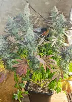 Dutch Passion - Blueberry® - 3 Stk feminisiert
