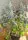 Dutch Passion - Blueberry® - 3 Stk feminisiert