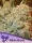 Anesia Seeds White Runtz - 5 Stk feminisiert