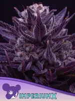 Anesia Seeds Imperium X® – feminisierte...