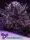 Anesia Seeds Imperium X® – feminisierte Cannabis Samen