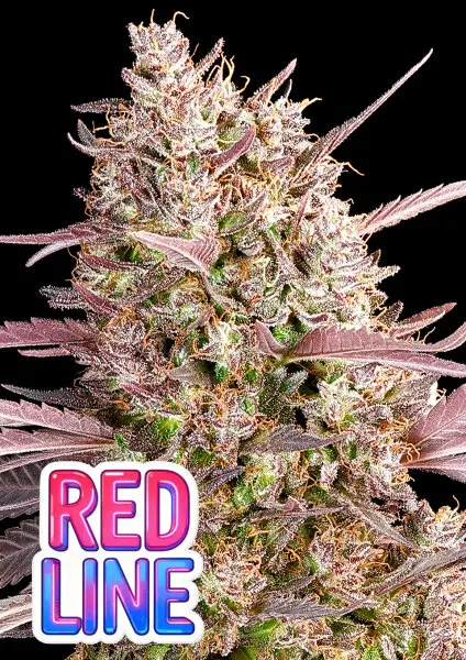 Anesia Seeds Redline – feminisierte Cannabis Samen