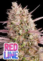Anesia Seeds Redline – feminisierte Cannabis Samen