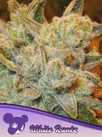 Anesia Seeds White Runtz – feminisierte Cannabis Samen