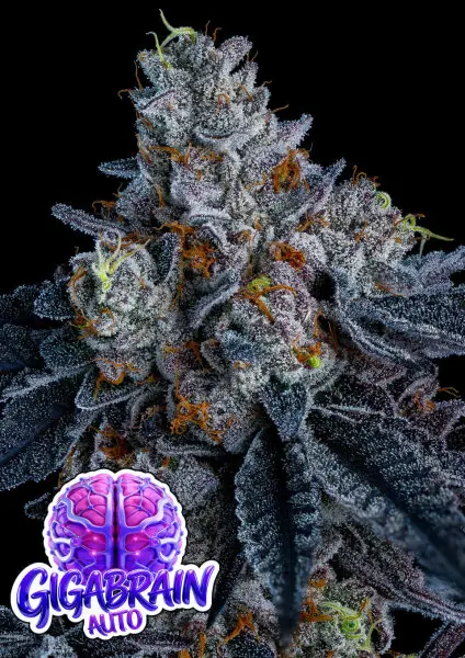 Anesia Seeds Giga Brain Auto - 3er Autoflower Cannabis Samen