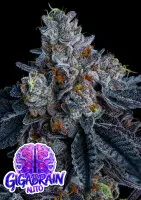 Anesia Seeds Giga Brain Auto - 3er Autoflower Cannabis Samen